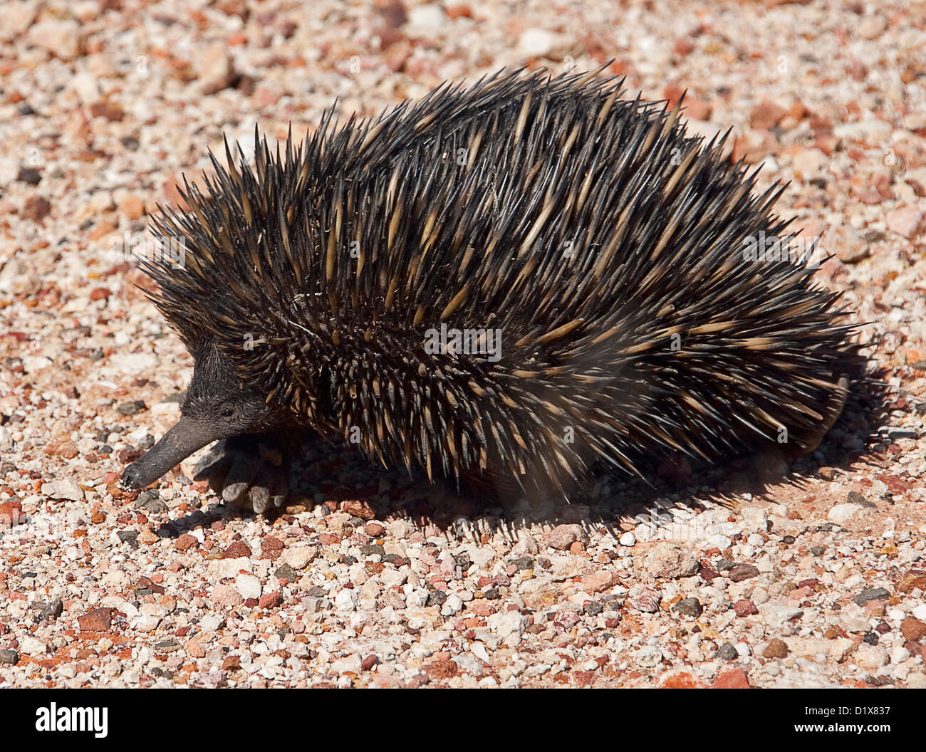 L'échidné australien - spiny anteater - sur la route de gravier à l'outback Queensland Banque D'Images