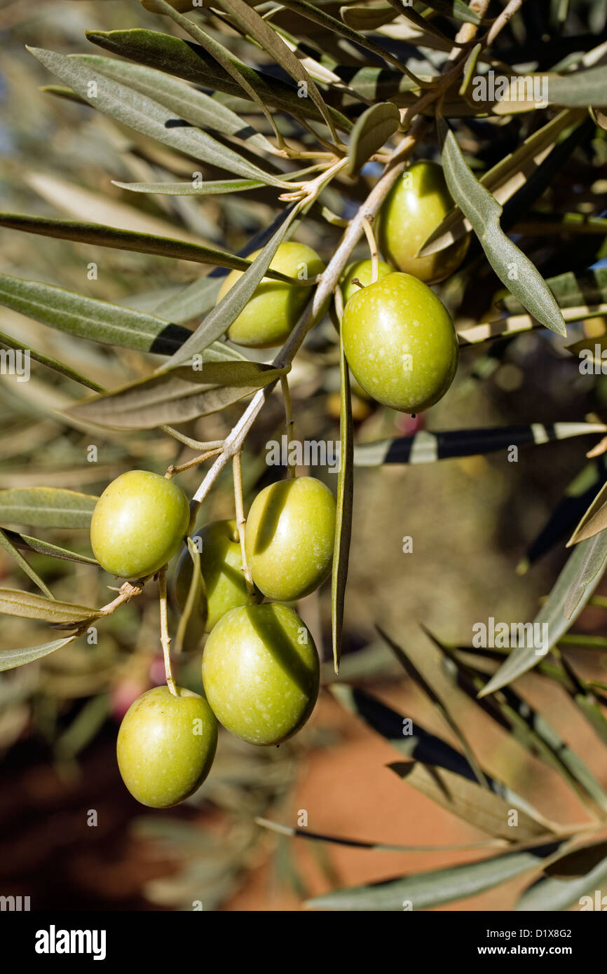 Arbre généalogique olive olives Olives aux espagne andalousie andalousie Olivo España Banque D'Images