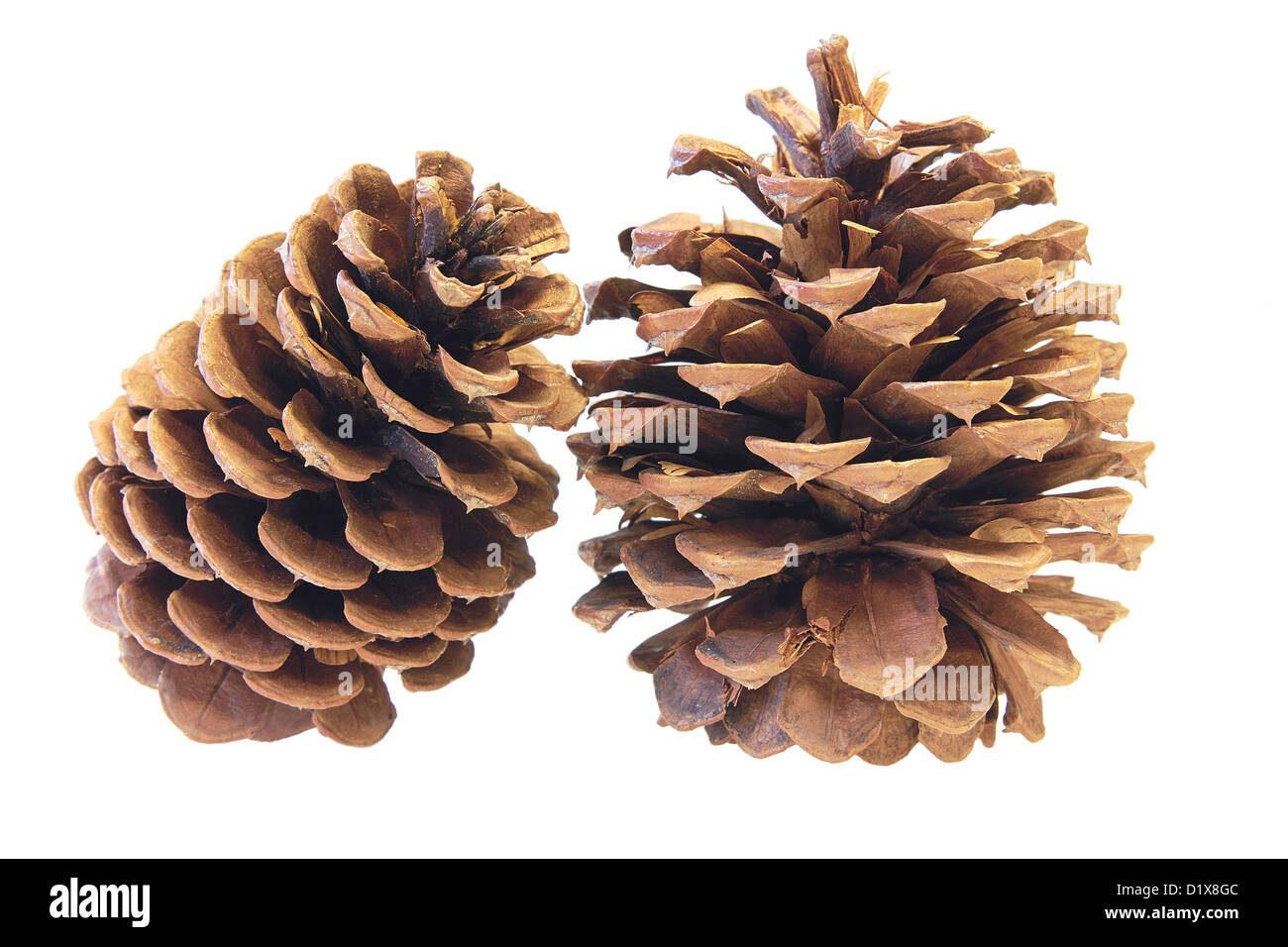 Deux cônes de pin ponderosa Closeup Macro isolé sur fond blanc Banque D'Images