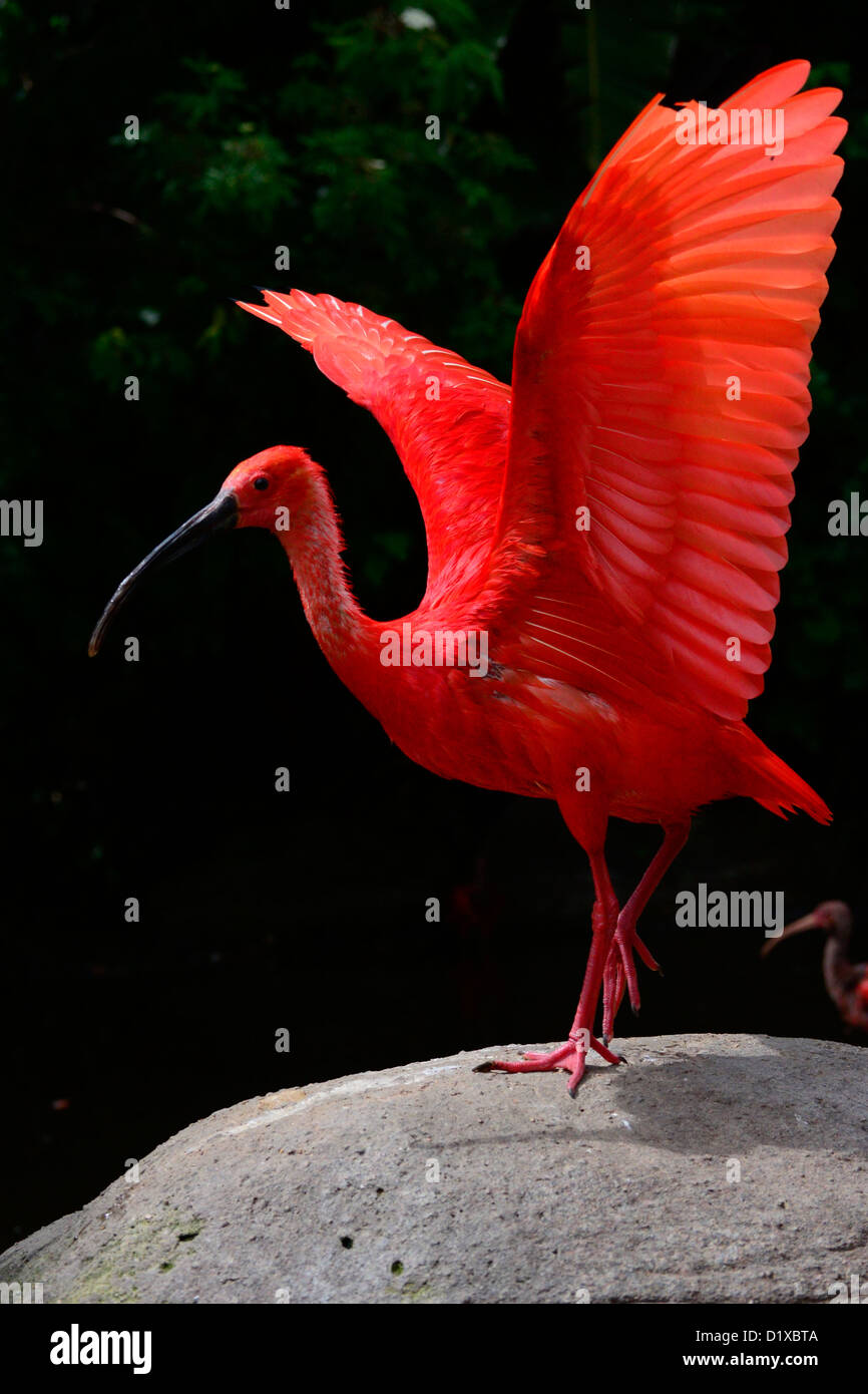 Ibis rouge sur du rock avec les ailes déployées. Banque D'Images
