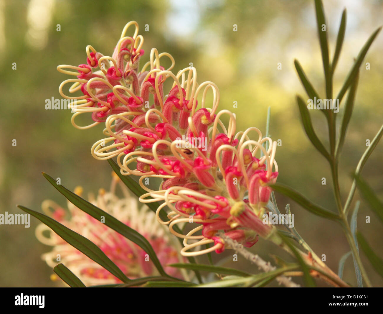 Fleurs Rouges Picots Australie Australian native plants Banque de photographies et d’images à haute ...