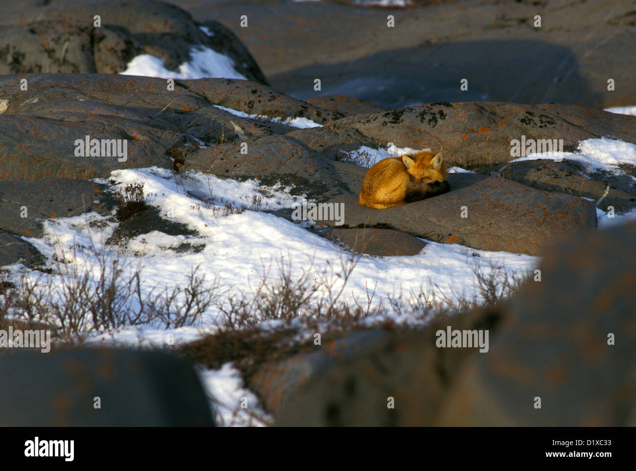 Le Renard roux Vulpes fulva Churchill, Manitoba, Canada Juin des profils de sommeil. Canidae Banque D'Images