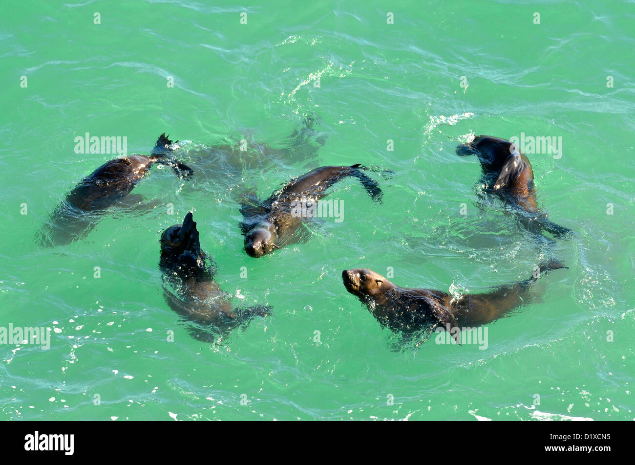 Les otaries à fourrure du Cap jouant dans la mer près de Cape Town Banque D'Images