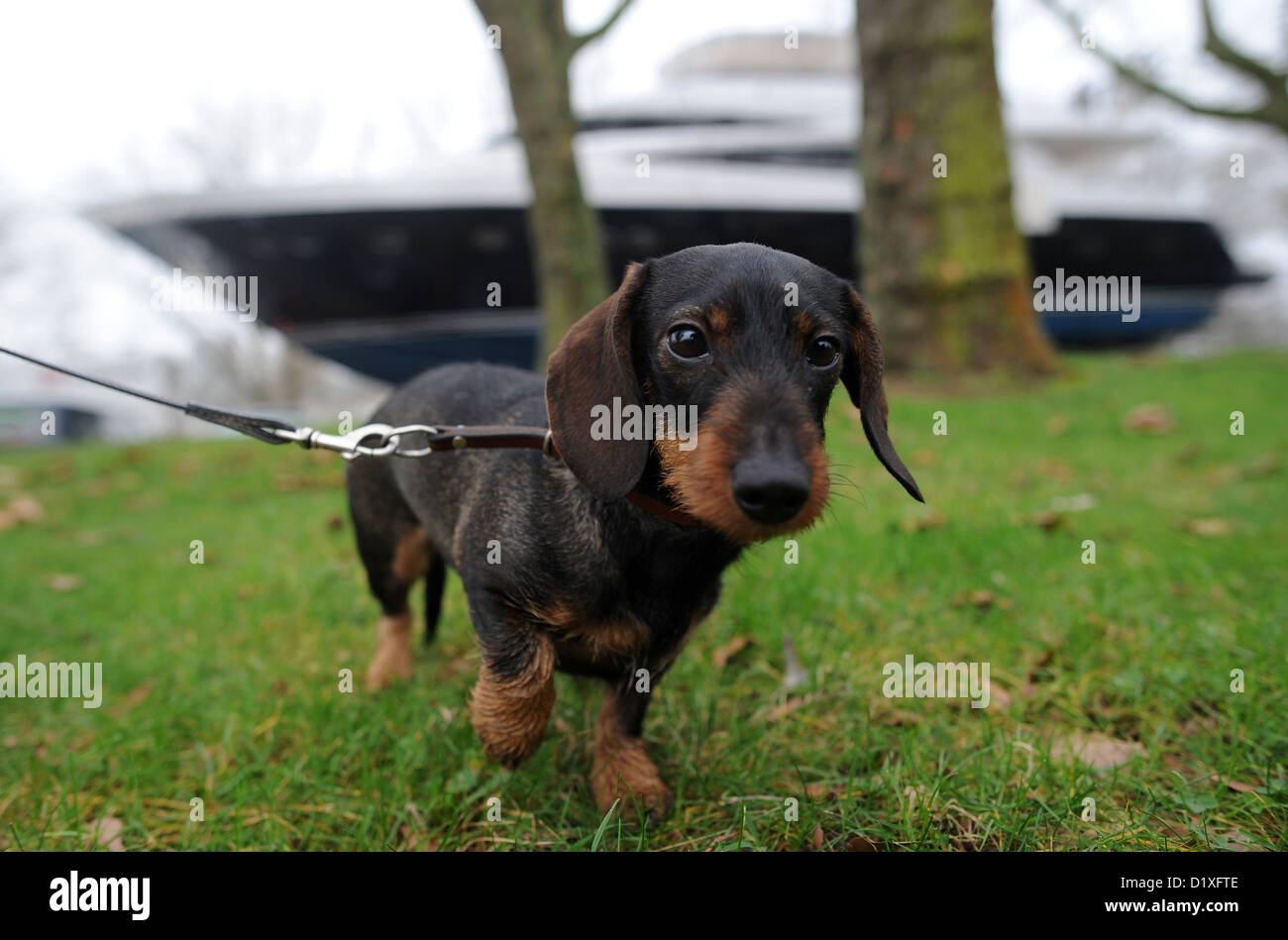 Un teckel à poil dur est photographié alors qu'un transporteur à forte charge transporte le yacht britannique Princess 98' MON à Duesseldorf, Allemagne, 07 janvier 2013. Princess 98' MON est le plus grand yacht exposé au salon nautique qui est ouvert du 19 au 27 janvier. Photo : JONAS GUETTLER Banque D'Images