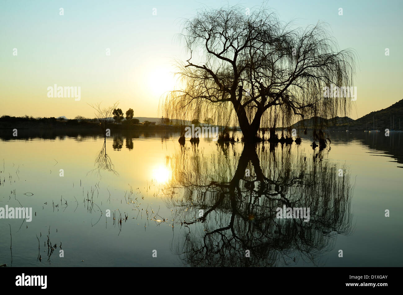 Willow Tree reflétée dans l'eau du barrage de Gariep, Free State, Afrique du Sud. Ces arbres est originaire de l'île Sainte-Hélène Banque D'Images