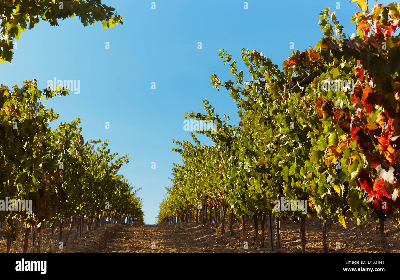 Rangées de vignes dans un vignoble. Lanciego. Route des vins de la Rioja Alavesa. L'Alava. Pays Basque. Espagne Banque D'Images Rangées de vignes dans un vignoble. Lanciego. Route des vins de la Rioja Alavesa. L'Alava. Pays Basque. Espagne Banque D'Images