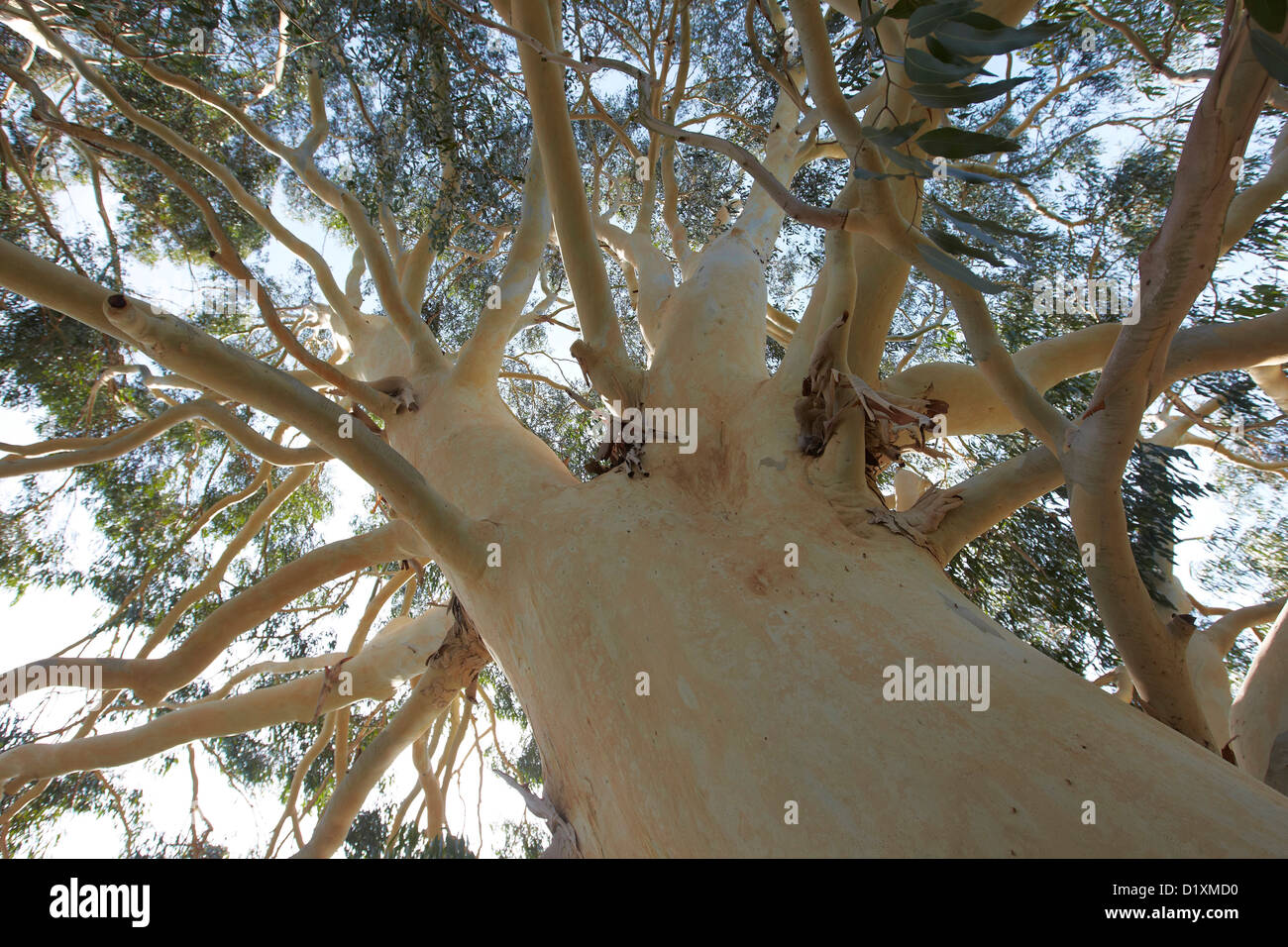 Eucalyptus dalrympleana, gomme la montagne, Kew Gardens, London, UK Banque D'Images