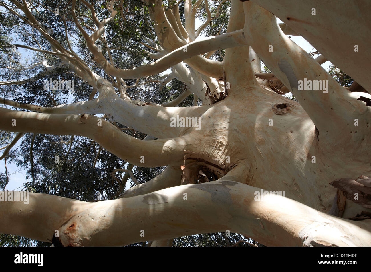 Eucalyptus dalrympleana, gomme la montagne, Kew Gardens, London, UK Banque D'Images