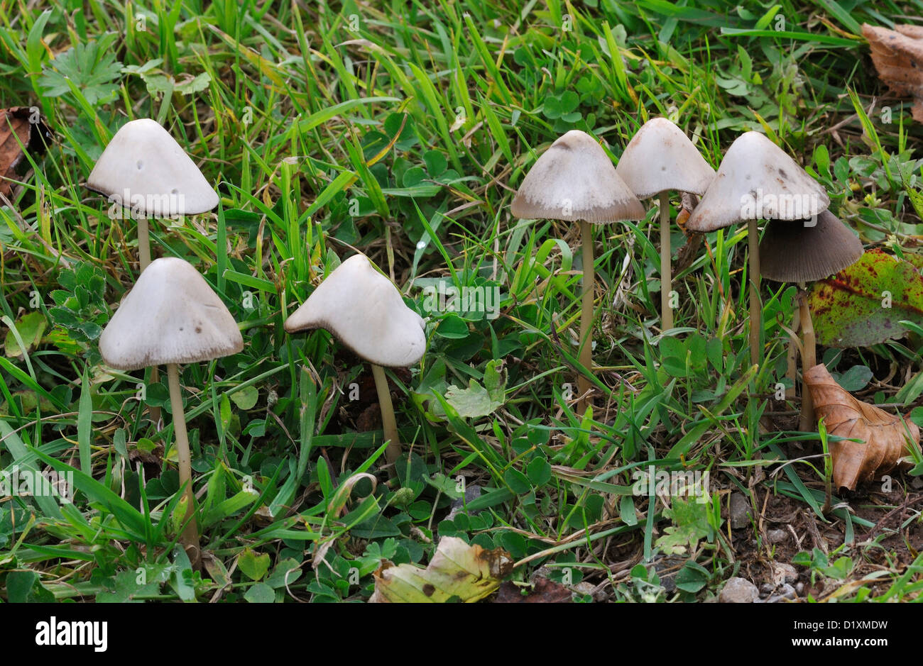 Brittlestem conique champignons - Psathyrella conopilus Banque D'Images