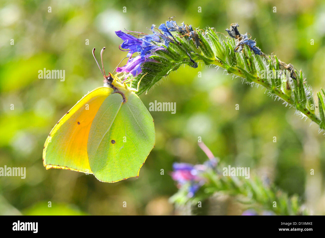 Mâle de macro (Gonepteryx cleopatra Cleopatra butterfly) se nourrissant de fleur bleue Voir le profil de Banque D'Images