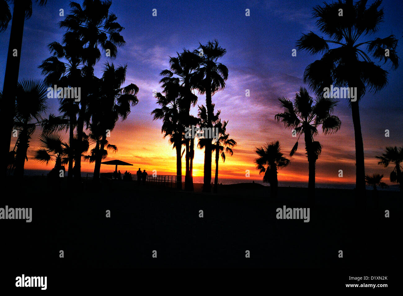 Coucher du soleil sur la photo avec le palm tree at Venice Beach Los Angeles en Californie. Banque D'Images