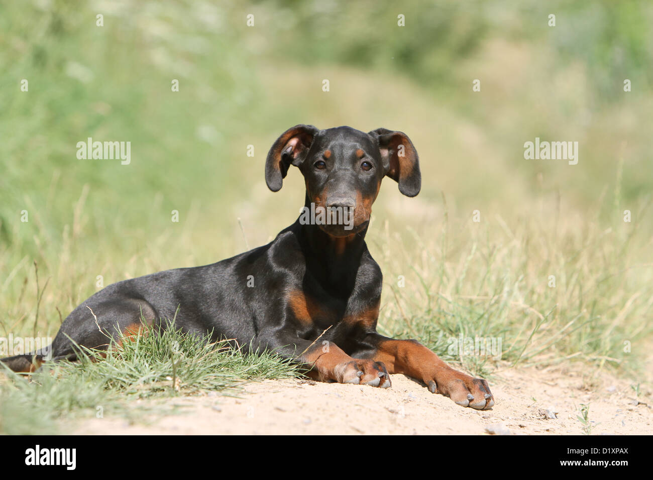 Dobermann Oreilles Et Queue Non Coupees Dobermann (chien avec les oreilles naturelles / natural queue) noir et feu  chiot couché dans l'herbe Photo Stock - Alamy