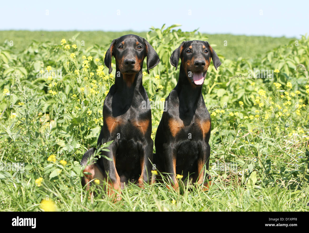 Dobermann Chien Avec Les Oreilles Naturelles Natural