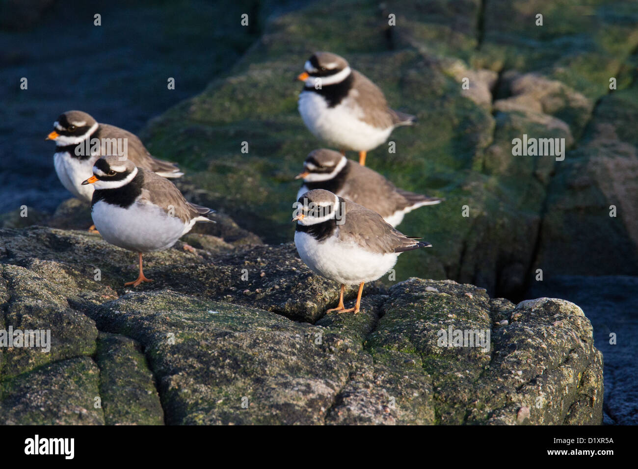 Ringed Plover (aka supérieure ou conjoint) Gravelot Charadrius hiaticula, Shetland, Scotland, UK Banque D'Images