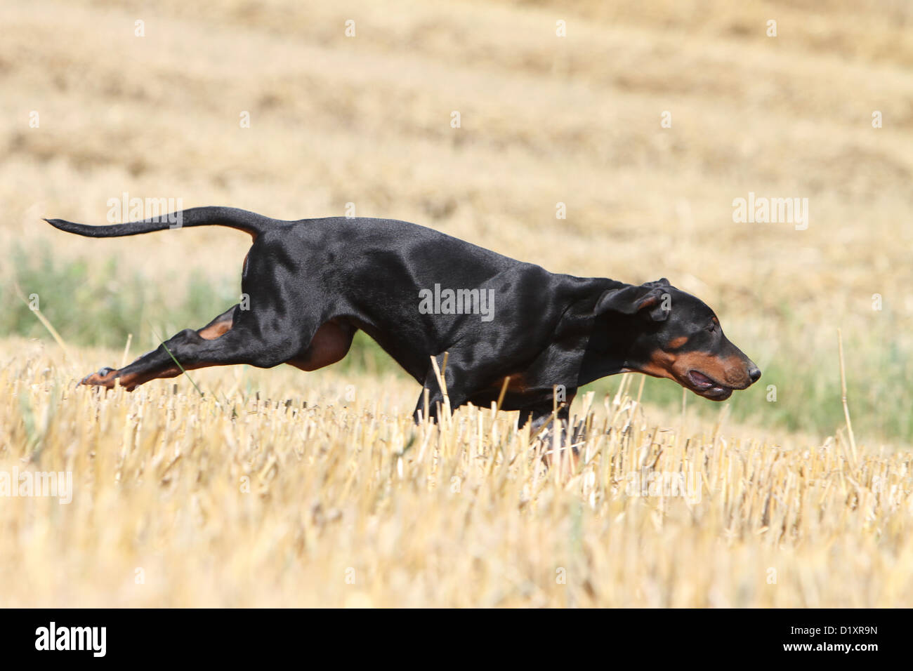 Dobermann Oreilles Et Queue Non Coupees Dobermann (chien avec les oreilles naturelles / natural queue) noir et feu  chiot exécutant dans un champ Photo Stock - Alamy