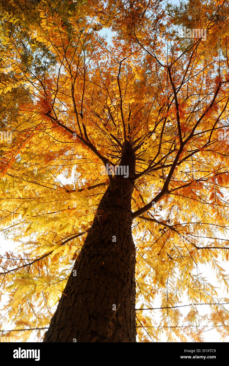 Avis de recherche de Dawn Redwood tree tronc et branches pendant la saison d'automne de couleur jaune doré. Banque D'Images