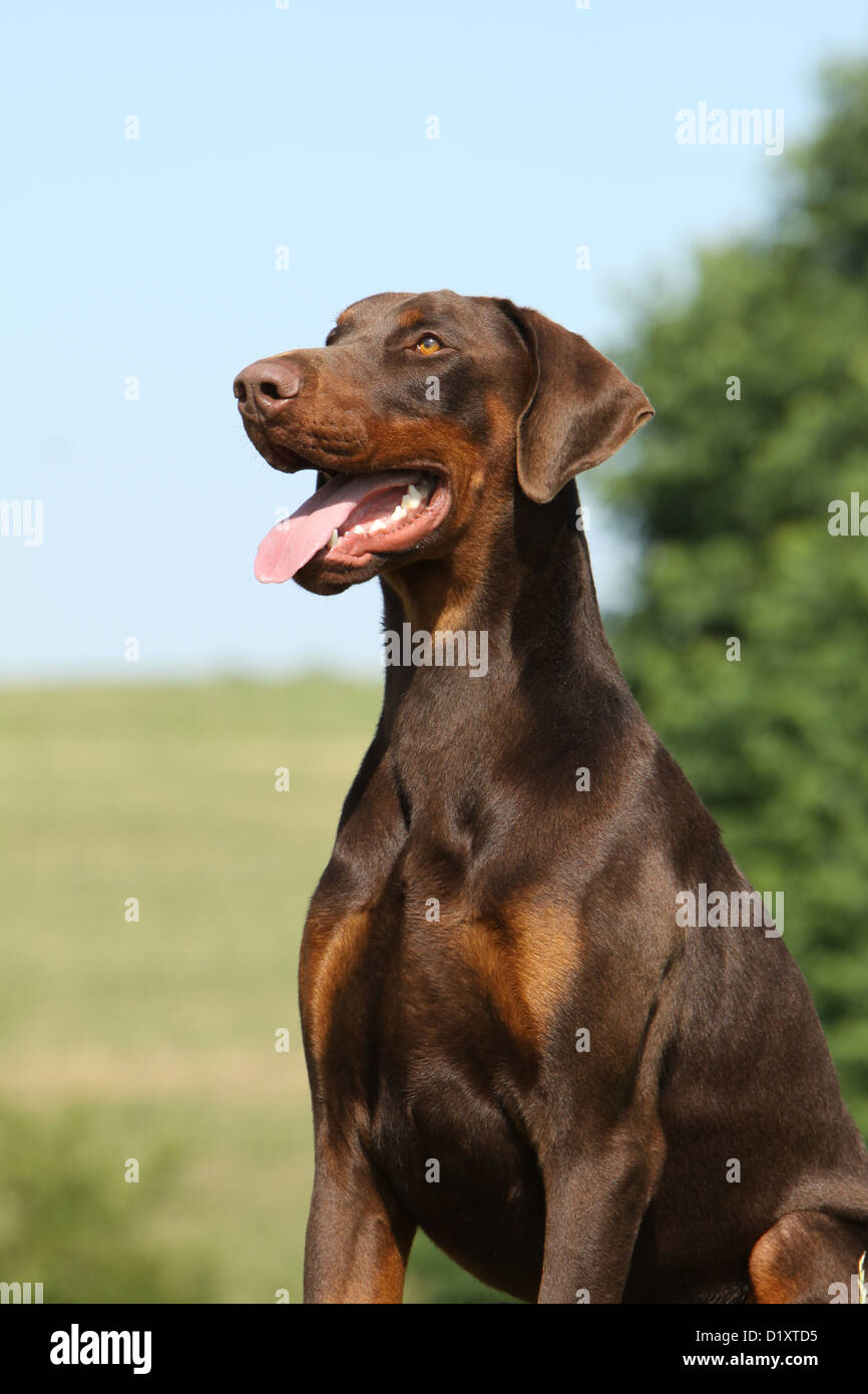 Dobermann chien Dobermann (oreilles naturelles) profil portrait adultes  Photo Stock - Alamy