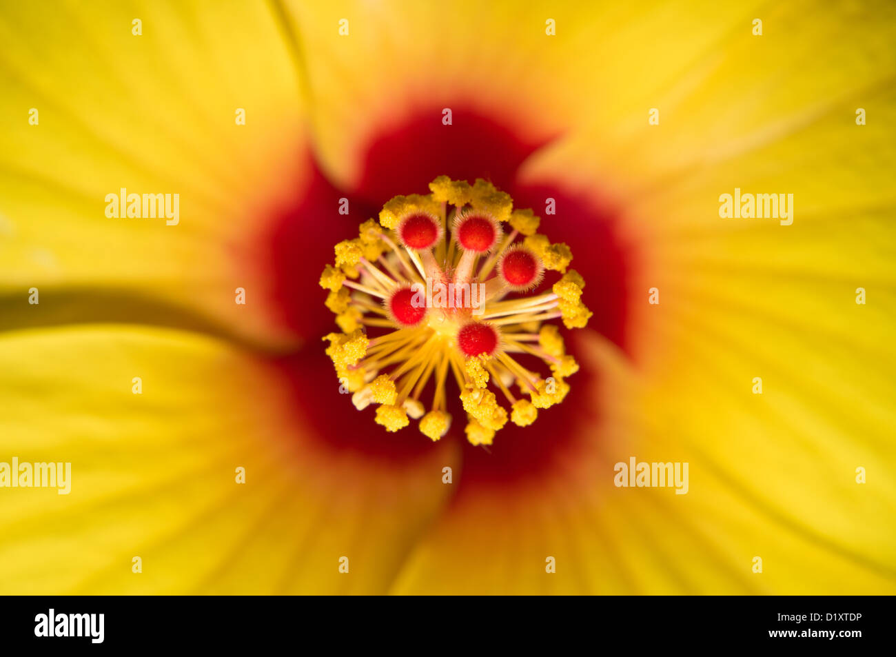 Close-up photo macro d'un hibiscus rouge et jaune Banque D'Images