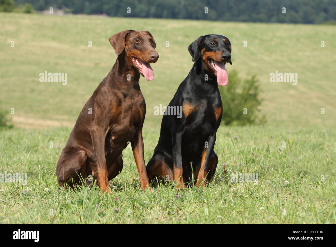 Dobermann chien Dobermann (oreilles naturelles) deux adultes différentes  couleurs assis dans un pré Photo Stock - Alamy