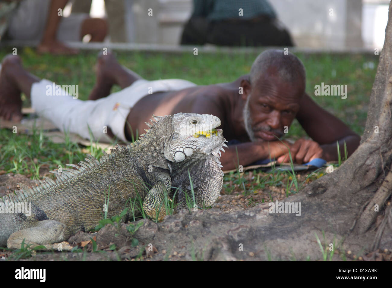 Un homme simplement se détendre avec un bain de soleil de l'iguane Banque D'Images