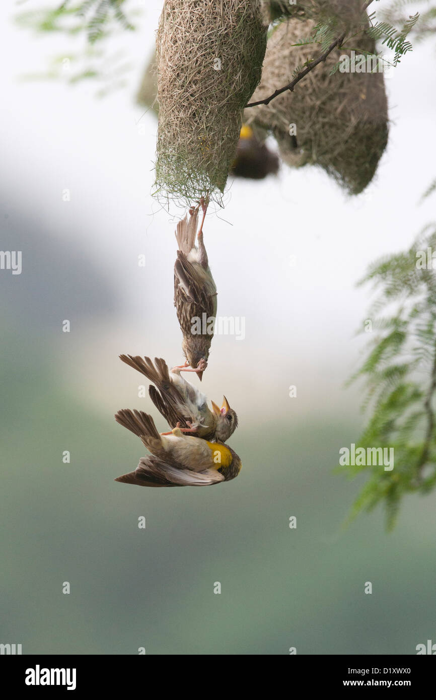 Baya Weavers luttant pour un partenaire et une entrée dans le nid déjà fait . Le comportement d'un oiseau doux en général . Banque D'Images