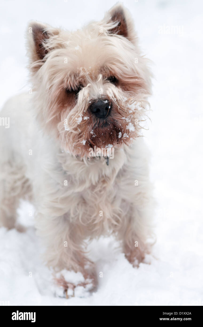 West Highland White Terrier standing in snow Banque D'Images
