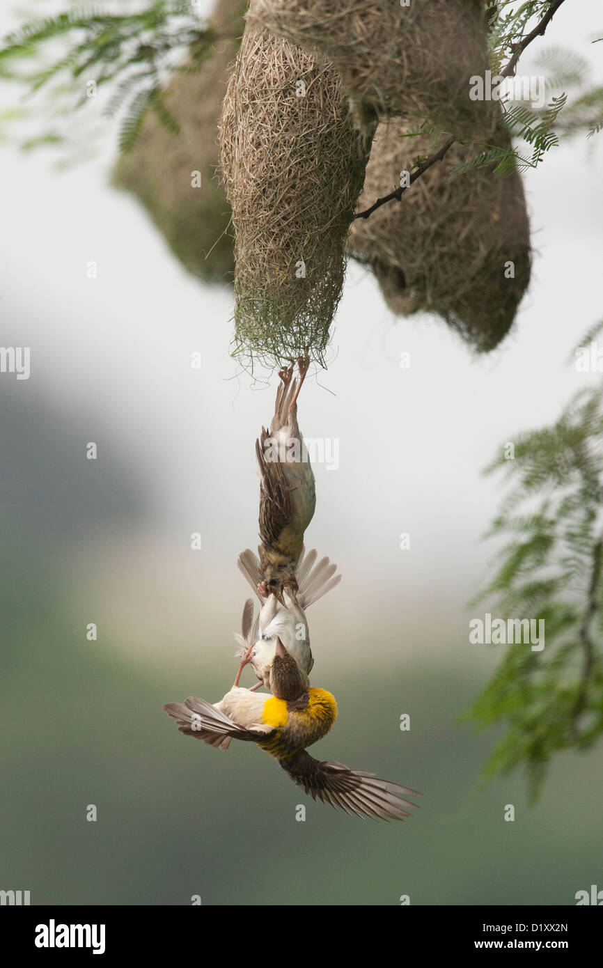 Baya Weavers luttant pour un partenaire et une entrée dans le nid déjà fait . Le comportement d'un oiseau doux en général . Banque D'Images
