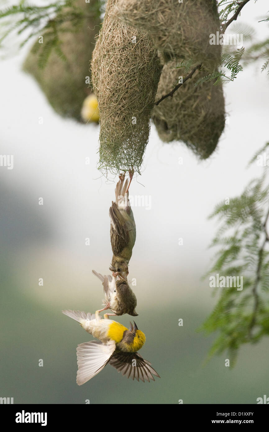 Baya Weavers luttant pour un partenaire et une entrée dans le nid déjà fait . Le comportement d'un oiseau doux en général . Banque D'Images