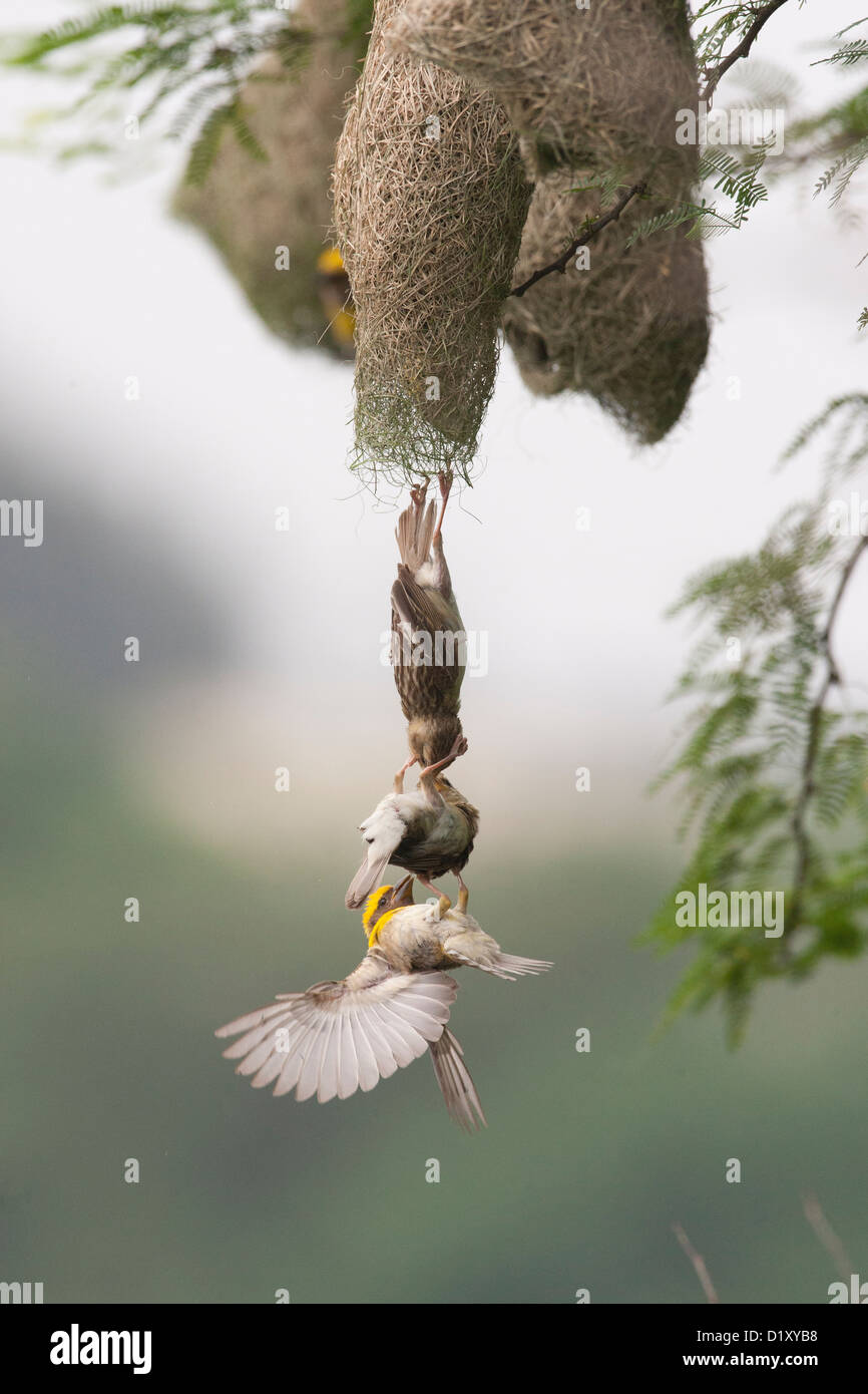 Baya Weavers luttant pour un partenaire et une entrée dans le nid déjà fait . Le comportement d'un oiseau doux en général . Banque D'Images