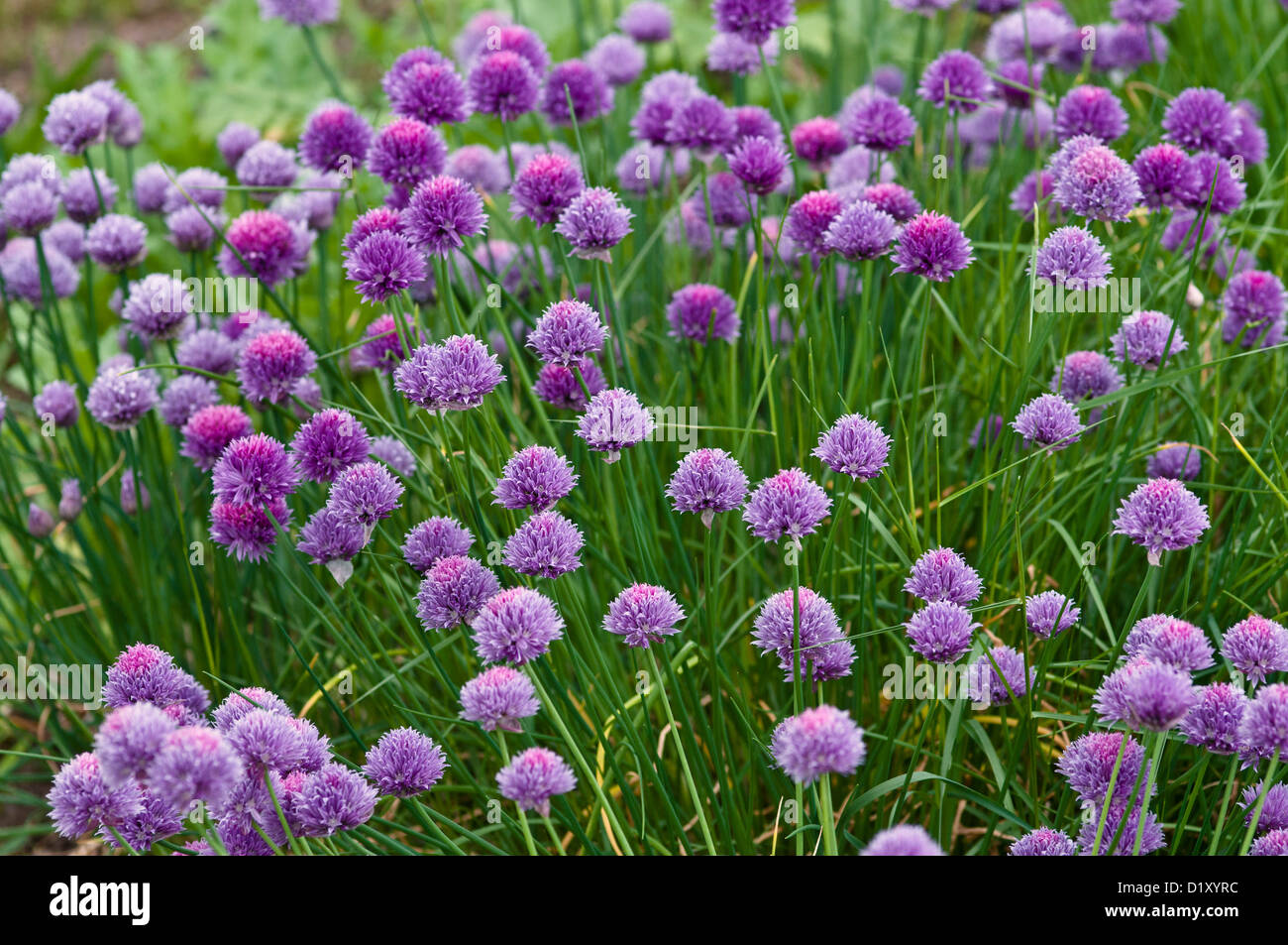 ALLIUM SCHOENOPRASUM Banque D'Images