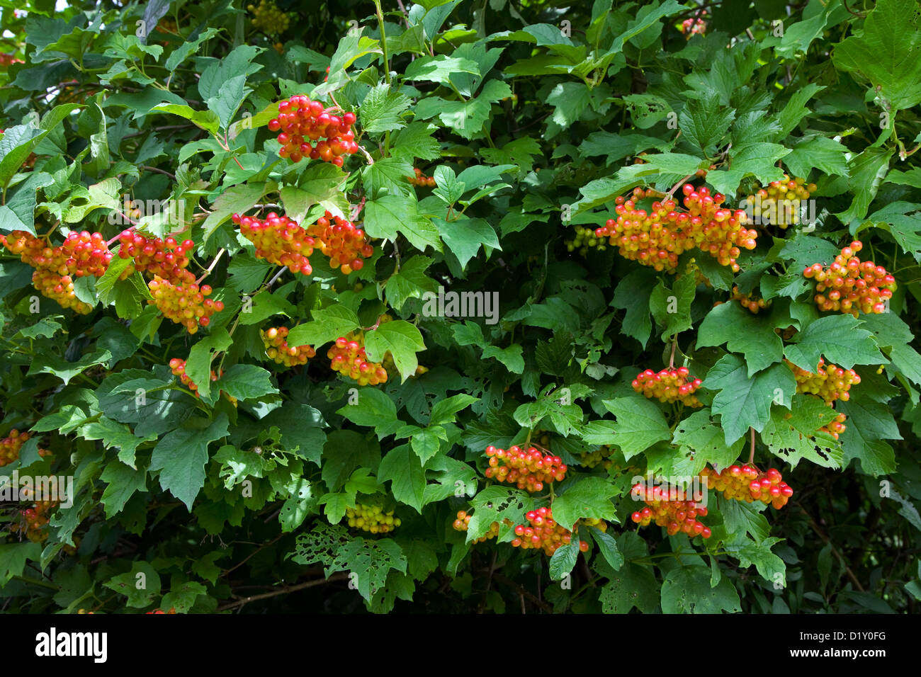 Fruits rouges et des feuilles de Guelder rose (Viburnum opulus) en été Banque D'Images