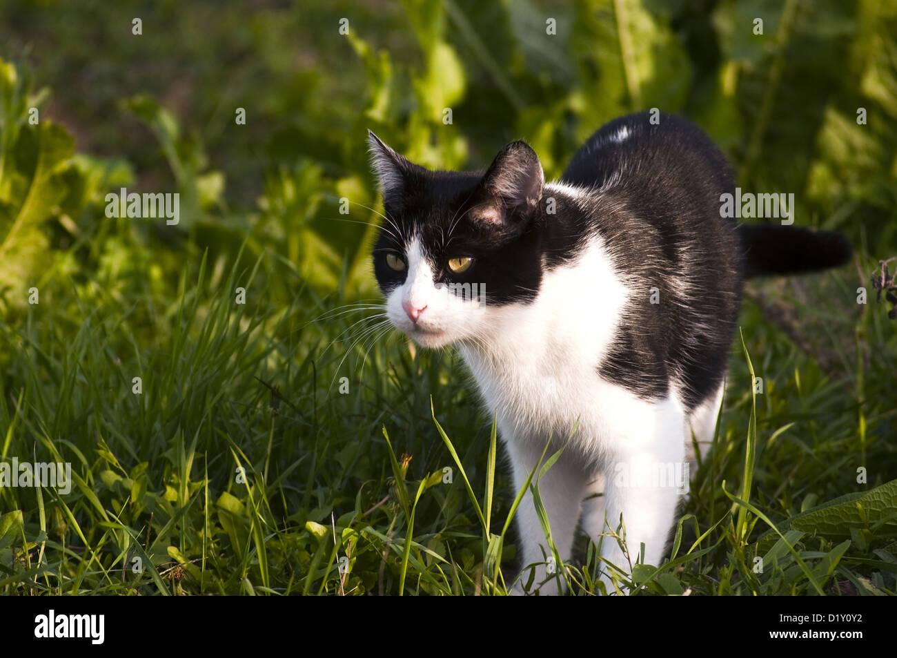 Chat noir et blanc dans l'herbe Banque D'Images