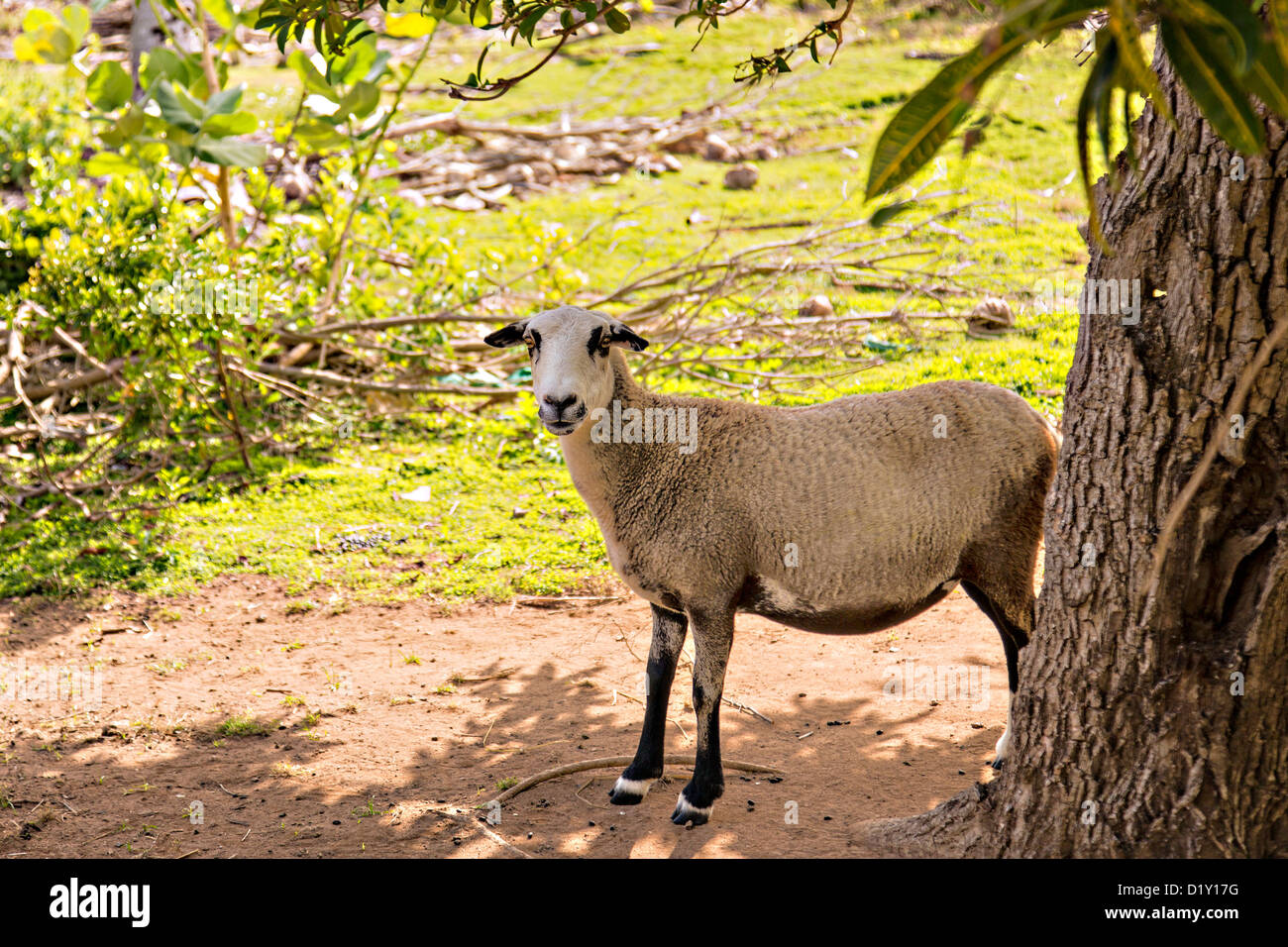 La chèvre Boer Dunmore Town, Harbour Island, Bahamas. Banque D'Images