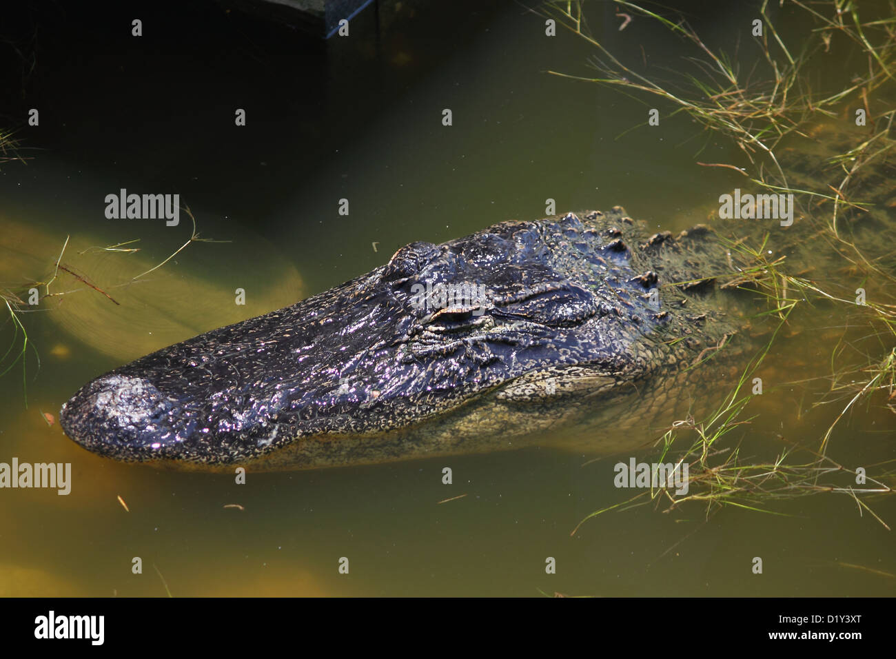 Un Alligator se reposant avec seulement sa tête visible à la surface Banque D'Images