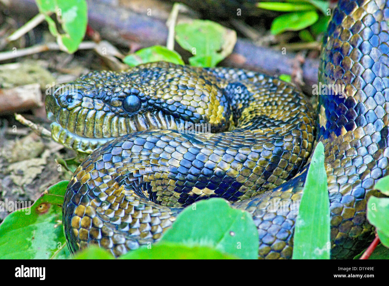 La menace de Madagascar Tree Boa Banque D'Images