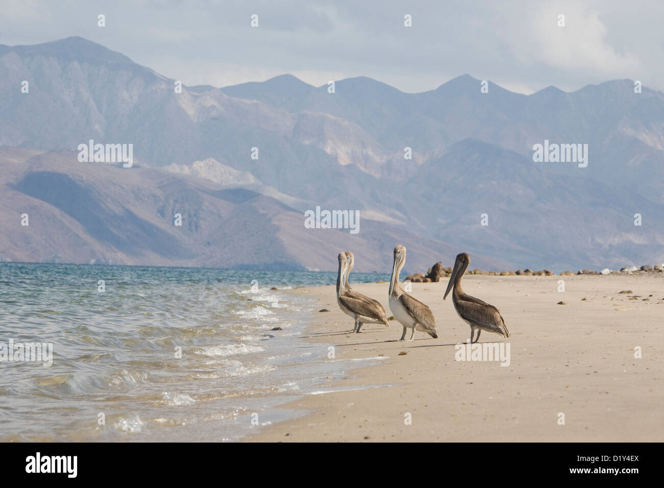 Pelican sur la plage avec des montagnes Banque D'Images
