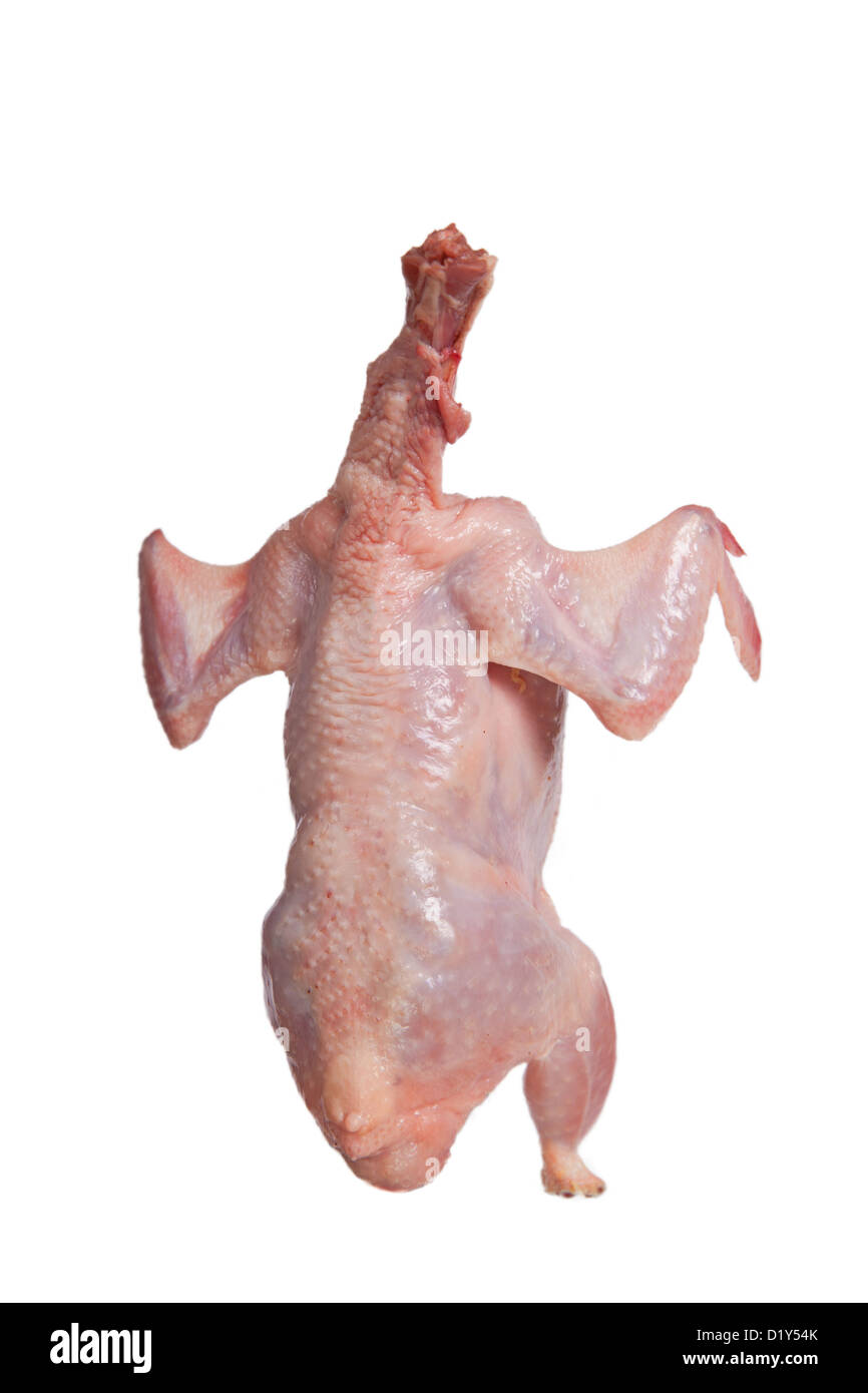 Partridge oiseau frais isolé sur fond blanc Banque D'Images