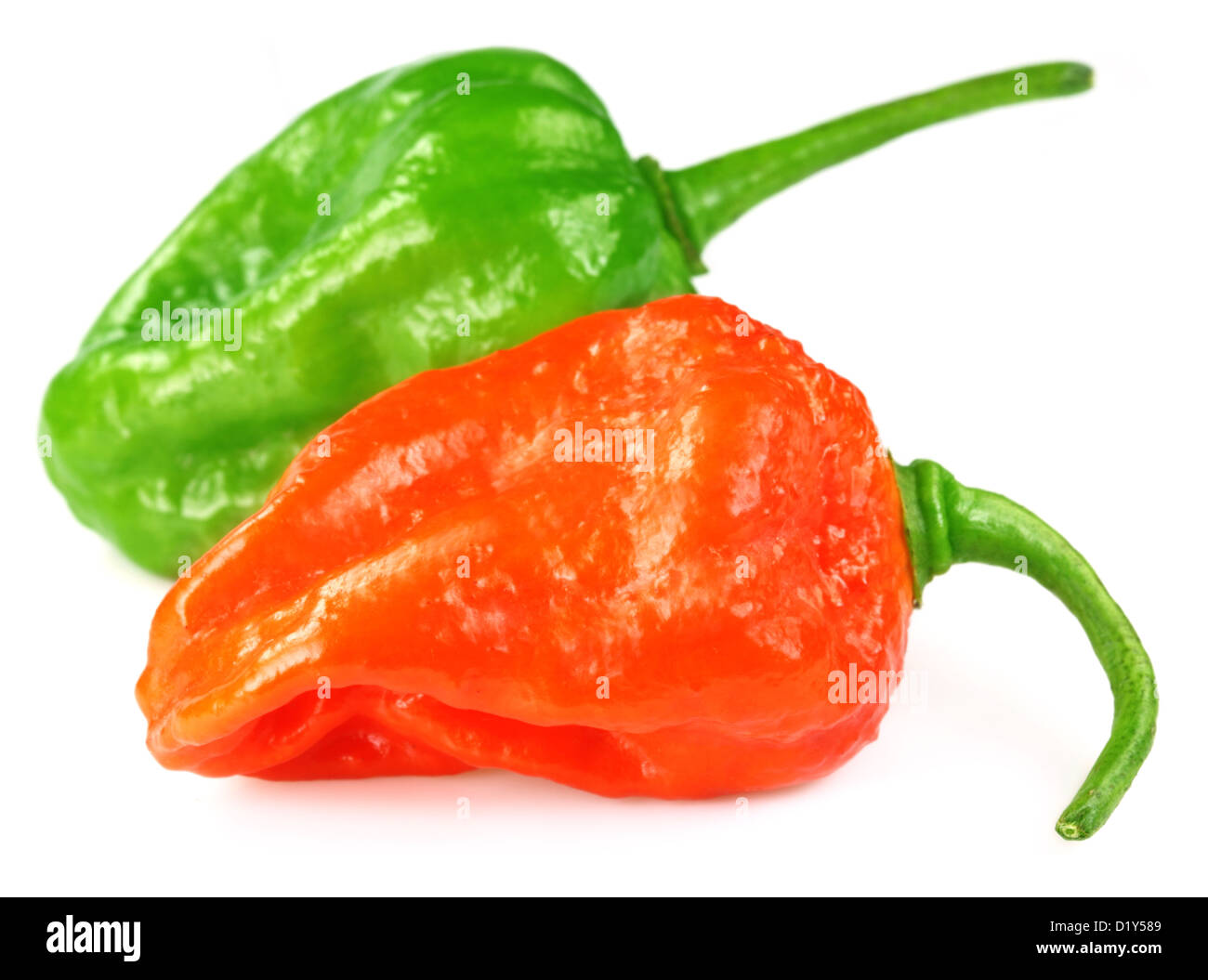 Piment Bhut Jolokia ou la Naga Morich du Bangladesh Banque D'Images