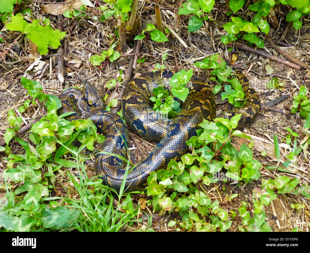 La menace de Madagascar Tree Boa Banque D'Images