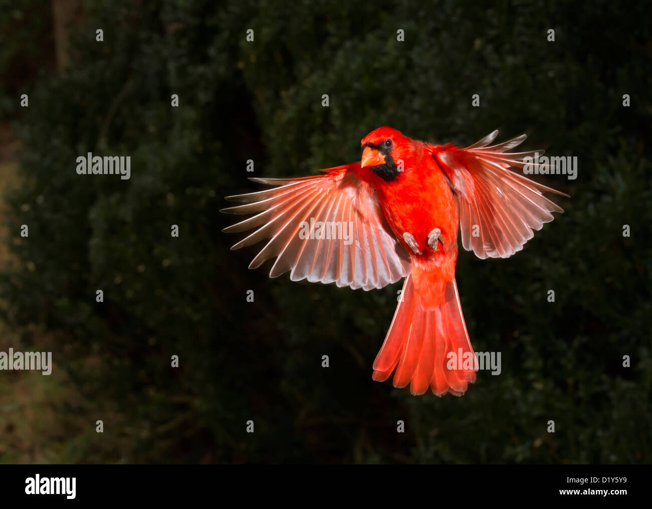 Le cardinal rouge mâle (Cardinalis cardinalis) volant (Géorgie, USA). Banque D'Images