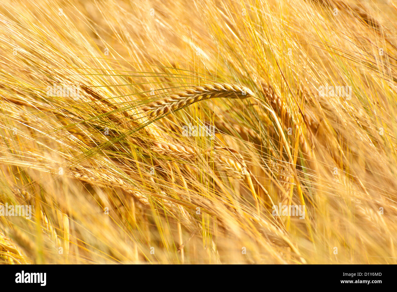 Un champ d'orge de maturation au soleil à la fin de juillet, Oxfordshire Banque D'Images