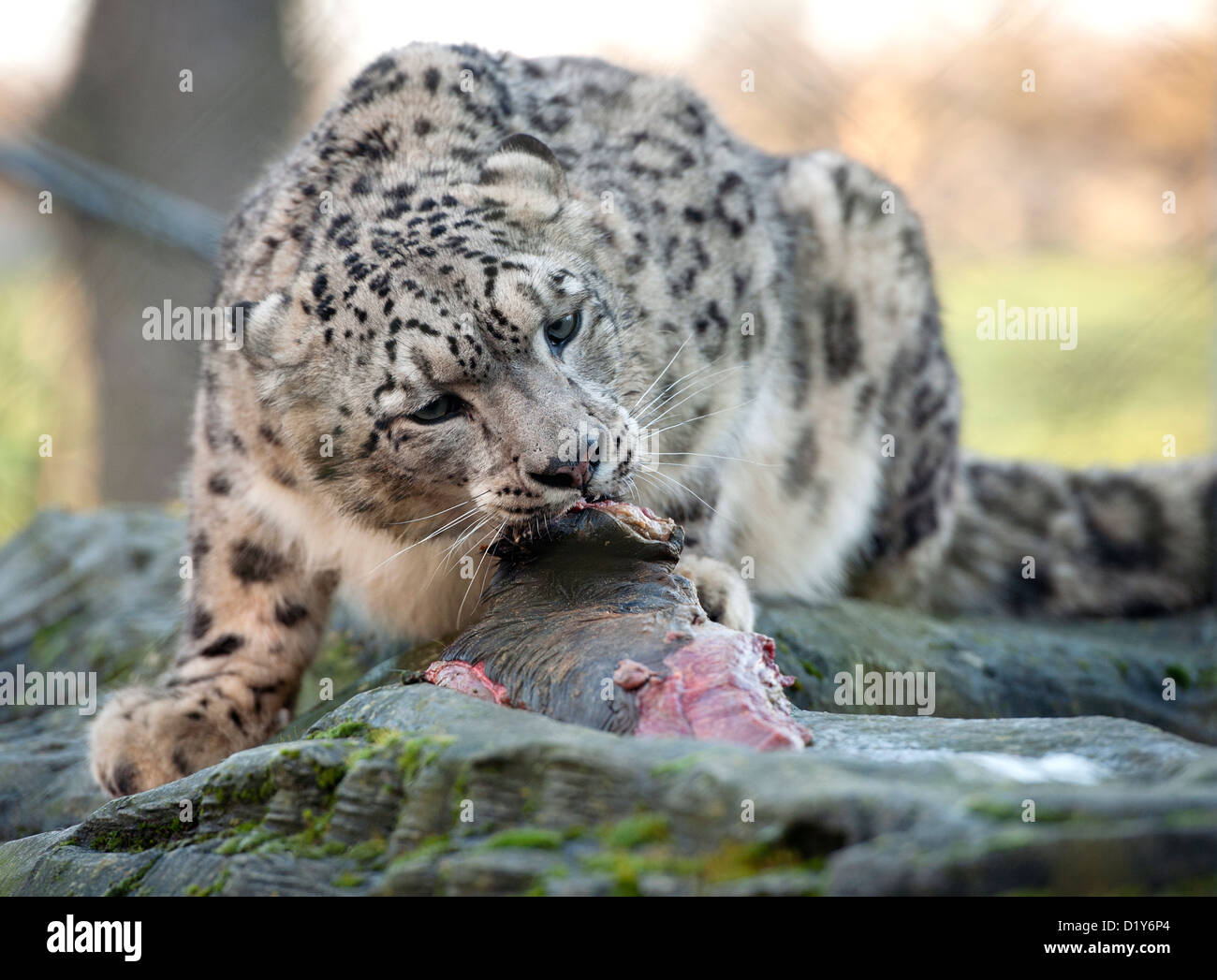 Homme snow leopard de manger de la viande Banque D'Images