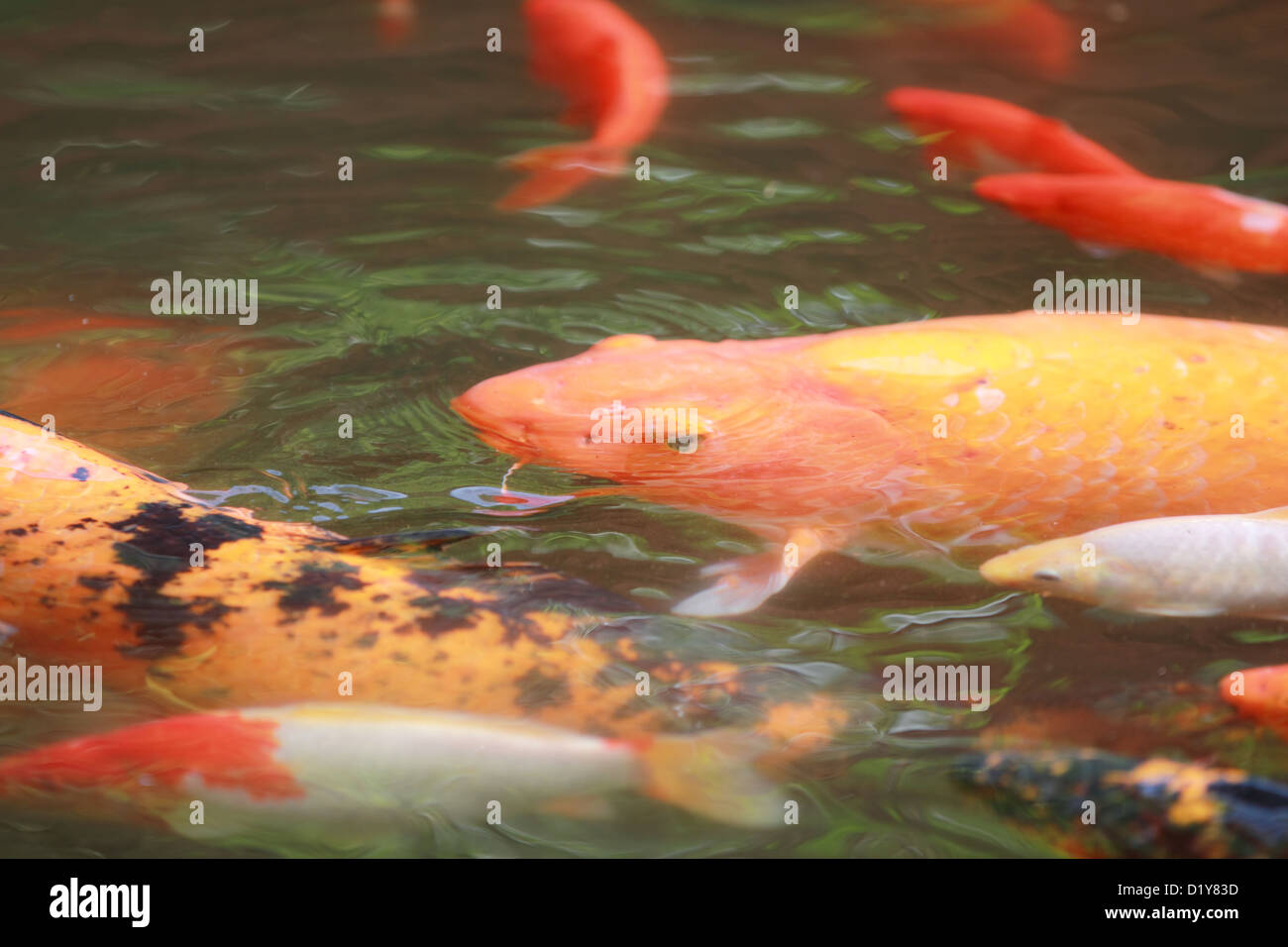 Koi de poissons dans un étang Banque D'Images