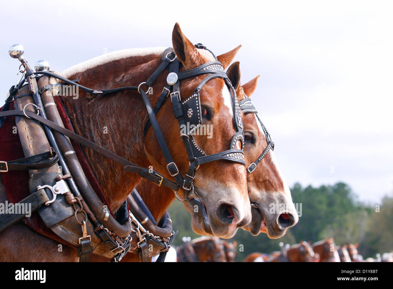 Portrait de paire de chevaux de trait belge dans le faisceau. Banque D'Images