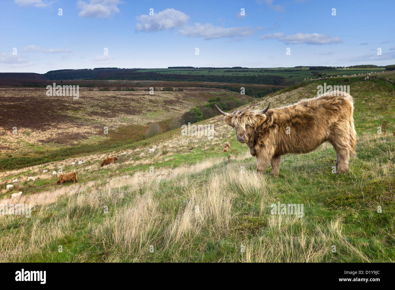 Les vaches highland écossais aux cheveux longs paissent en landes dans le parc national des North York Moors National Park, Levisham, Yorkshire, UK. Banque D'Images