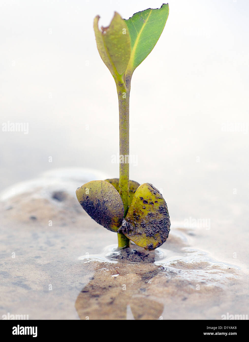 Mangrove seedlings Banque de photographies et d’images à haute résolution Alamy