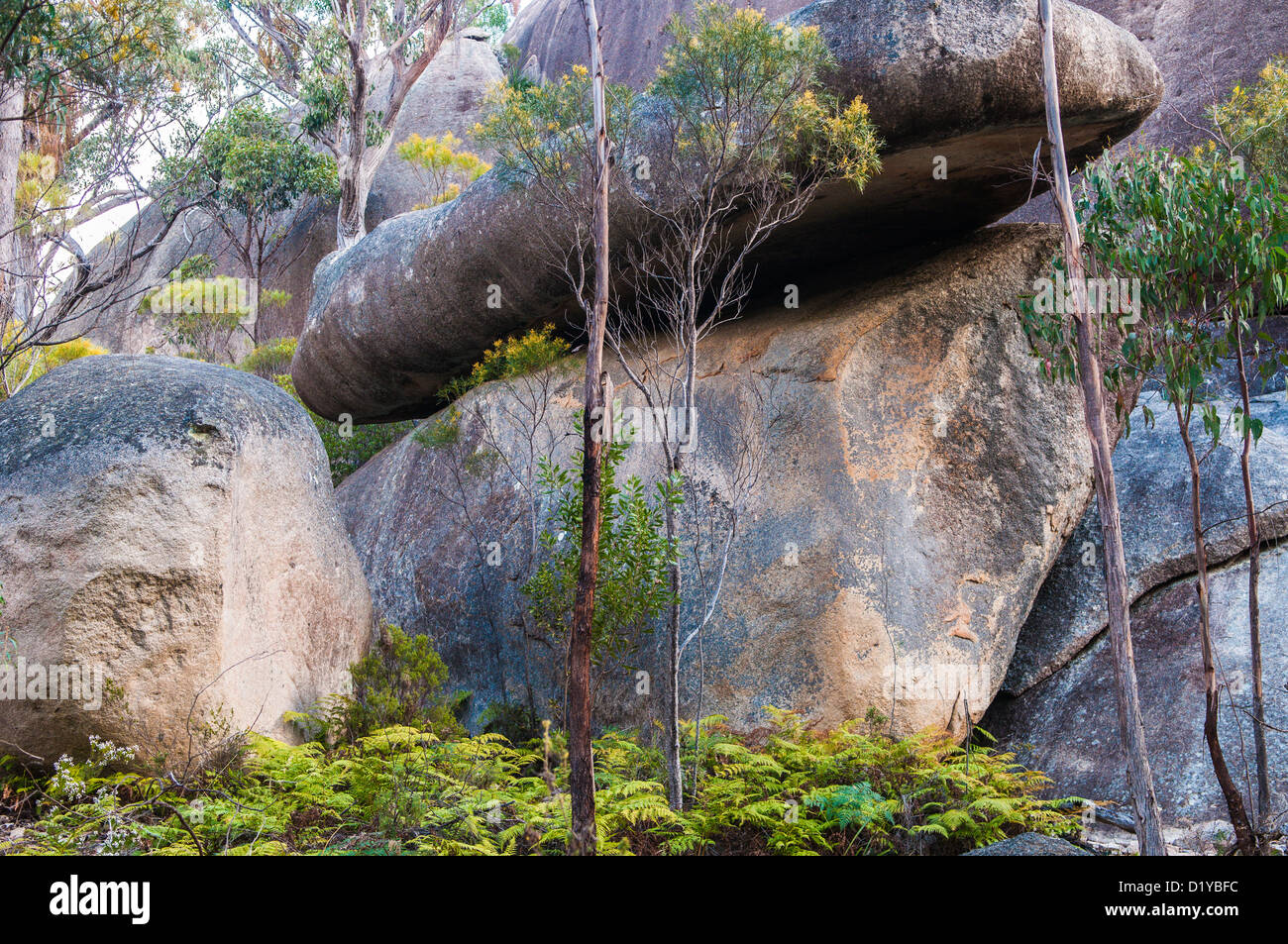 Turtle Rock, le Parc National de Girraween, Queensland, Australie Banque D'Images