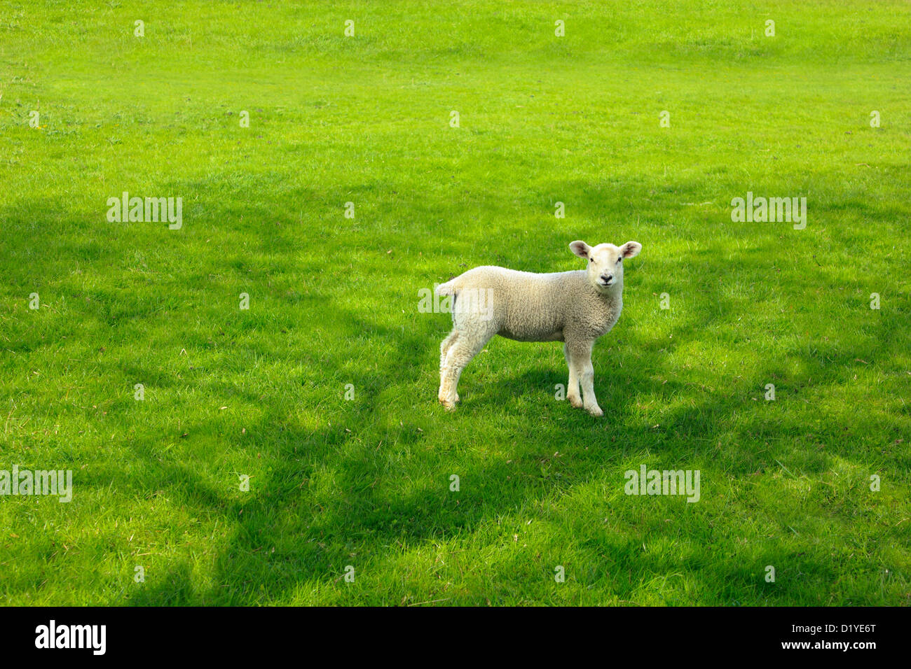 Pâturage d'agneau sur des champs verdoyants de la campagne anglaise. Banque D'Images