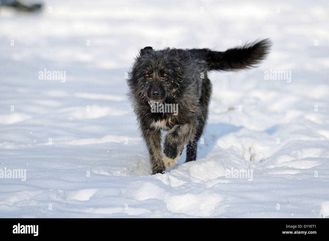 Race mixte chien qui court dans la neige Banque D'Images