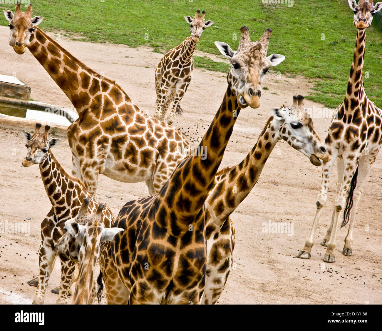 Groupe de girafes curieux Banque D'Images